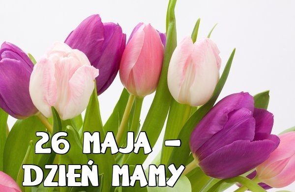 Piękne tulipany na 26 maja